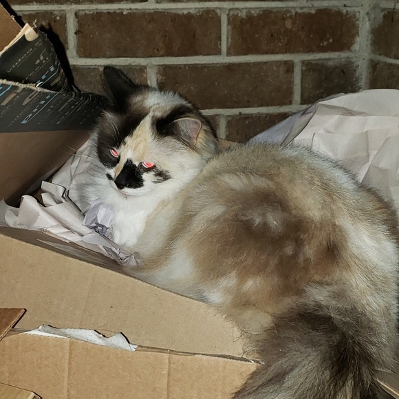 Meet your Posher, Julia - Picture 1 of 1